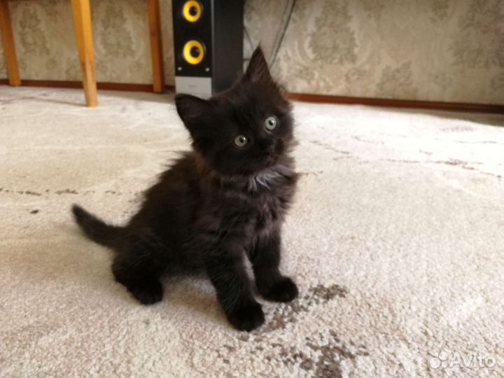 Котенок девочка в заботливую семью