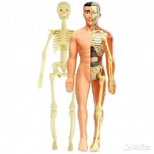 Набор Строение тела