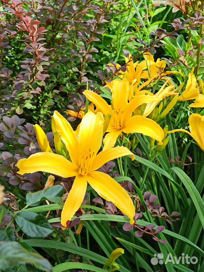 Многолетние растения для сада