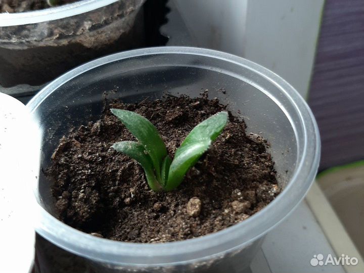 Суккулент хавортия разные