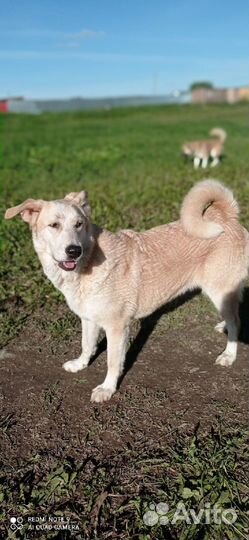 Отдам пса в добрые руки (4 года)