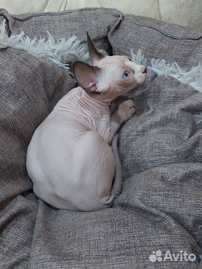 Канадский сфинкс