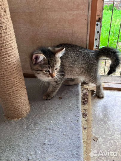 Котята тайской кошки