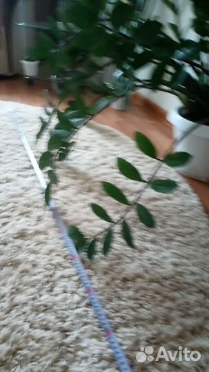 Замиокулькас