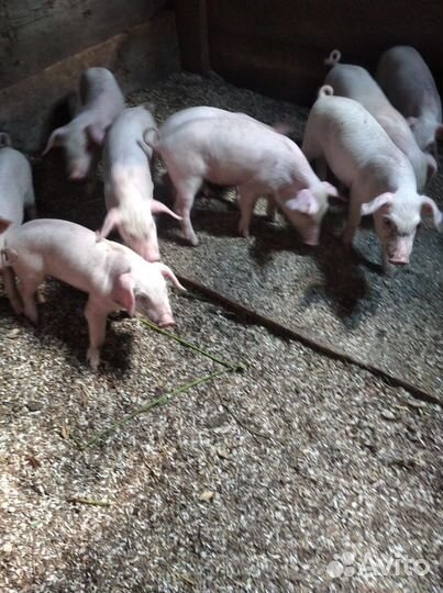 Поросята