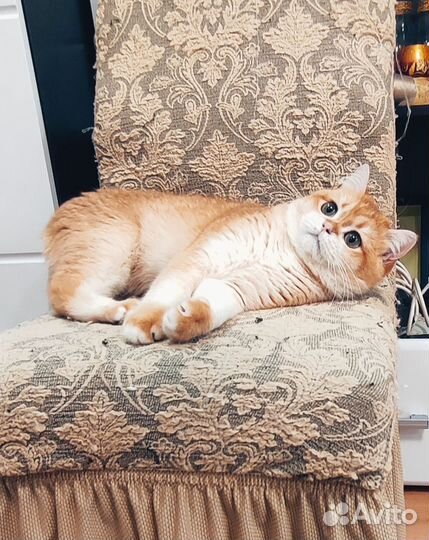 Шотландский кот вязка