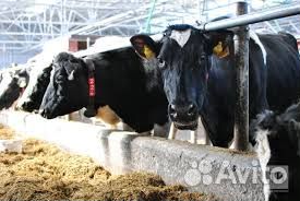 Мойщик на ферму (Вахта)