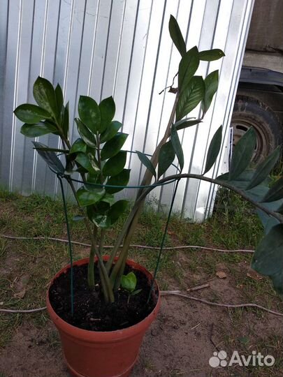 Замиокулькас