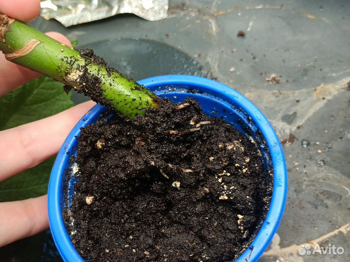 Монстера черенок