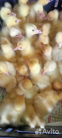 Цыплята бройлеры,гусята, индюшата,утята