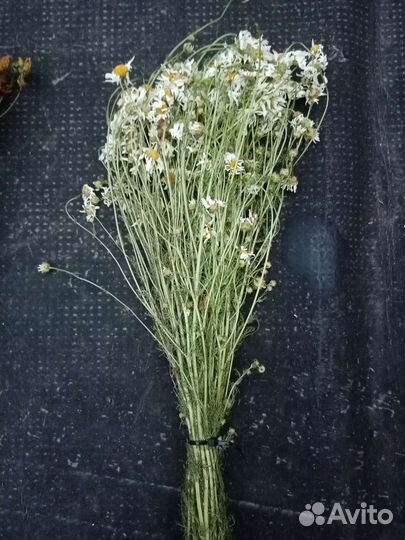 Ромашка аптечная