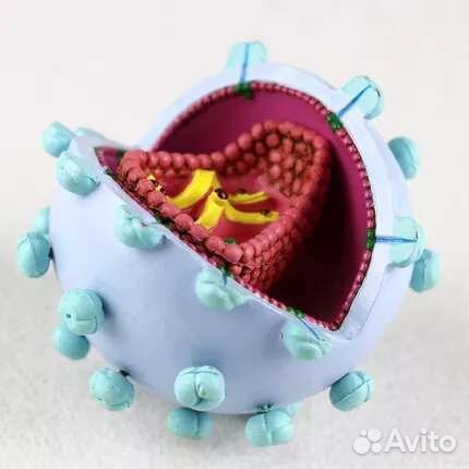 Модель вируса вич (спид)