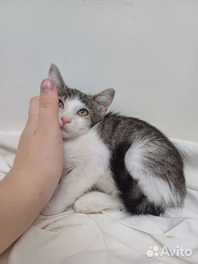 Есения котенок из приюта