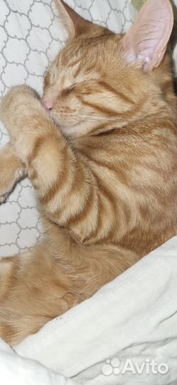 Рыжий котенок