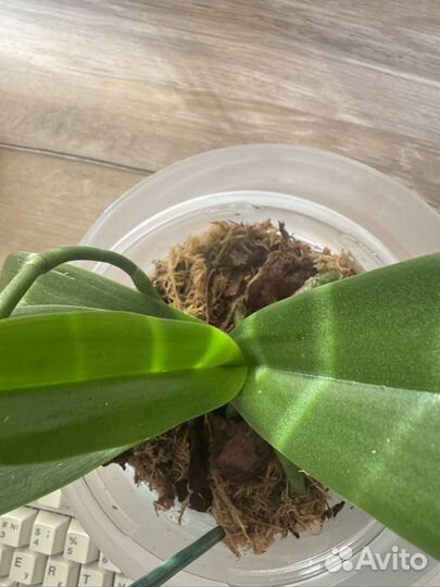 Орхидея фаленопсис