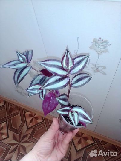 Традесканция