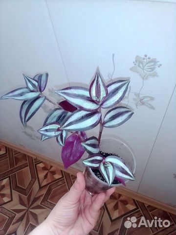 Традесканция