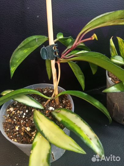 Хойя вайети триколор