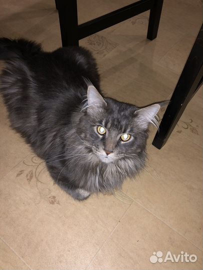 Кот мейн-кун вязка