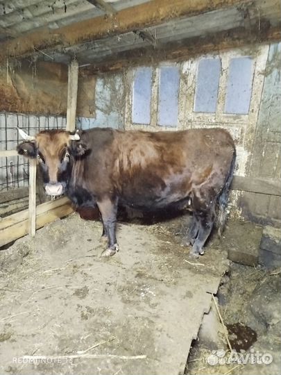 Корова на мясо