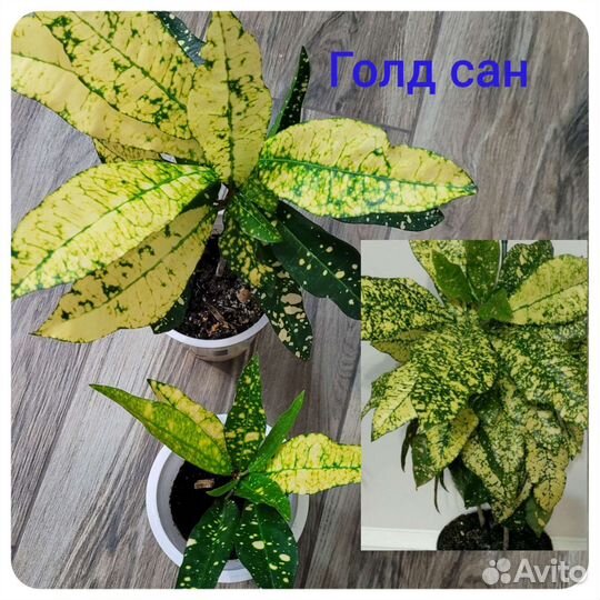 Кротоны разные