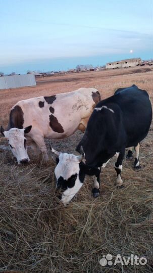 Коровы дойные молочные