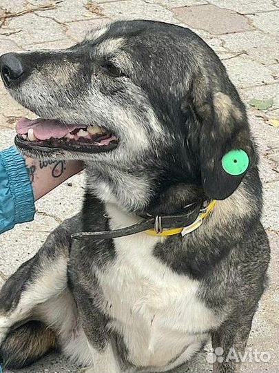 Собака в добрые руки