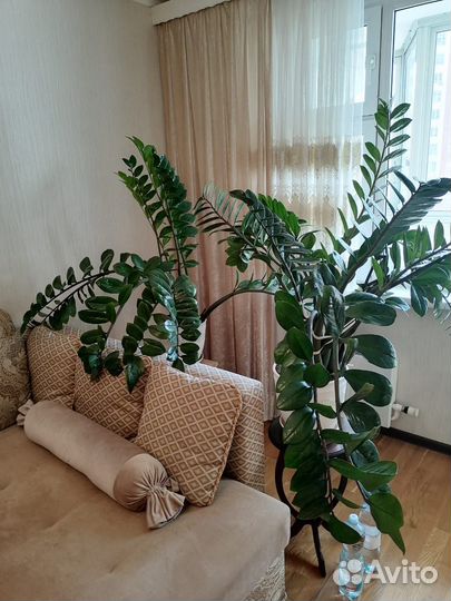 Замиокулькас