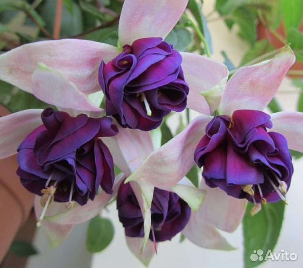 Комнатные цветы