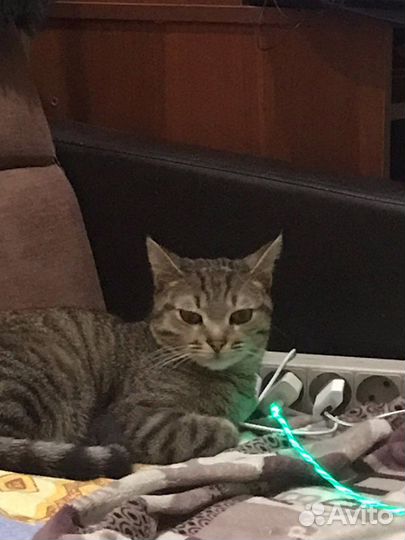 Кот