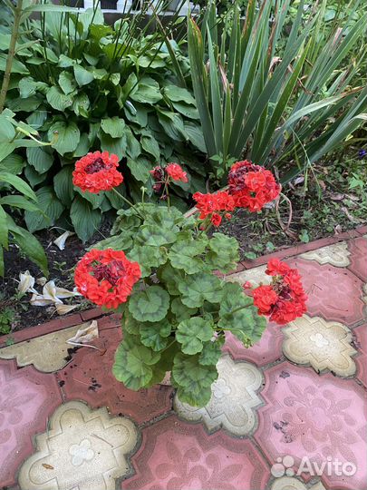 Пеларгонии сортовые