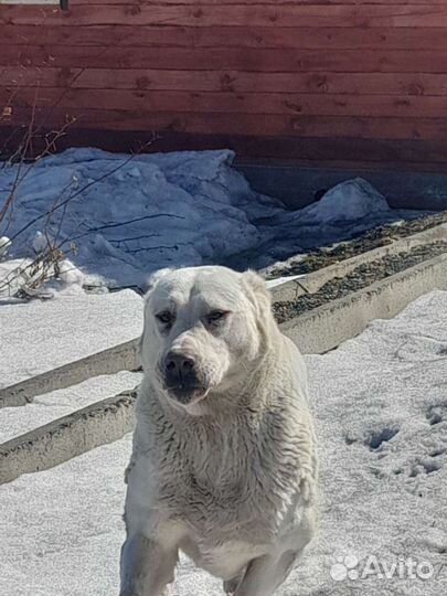 Вязка алабай