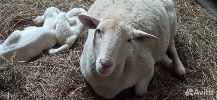 Бараны. Порода-Дорпер