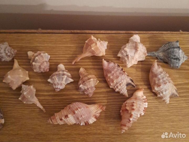 Раковины океана