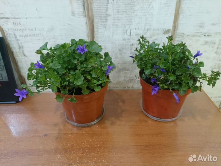 Комнатные цветы