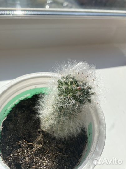 Кактус Маммиллярия Гана/Хана