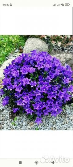 Жених и невеста (кампанула)