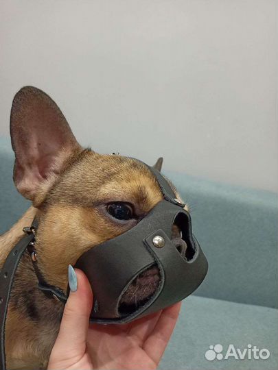 Намордник для французского бульдога