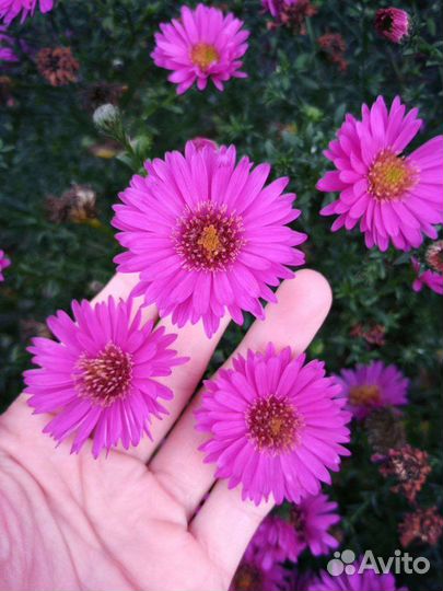 Астра многолетняя кустовая Старлайт, зкс 1,5л