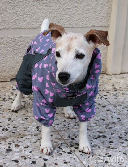 Одежда для собак