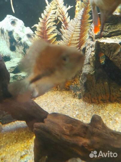 Цихлазомы вьехи