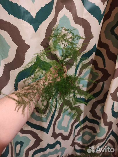 Аспарагус пушистик