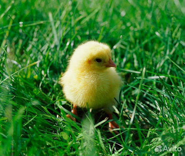 Перепела суточные