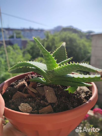 Алоэ Вера,домашний доктор,зелёная аптека