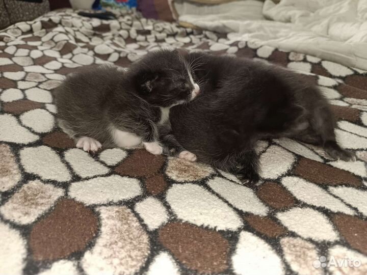 Котейки в добрые ручки