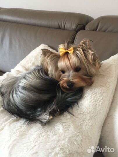 Йоркширский терьер девочка мини с РКФ