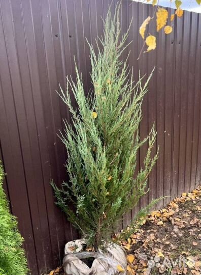 Можжевельник Блю Эрроу с бесплатной доставкой