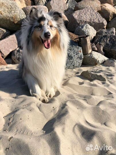 Кобель Шотландской овчарки/Колли для вязки