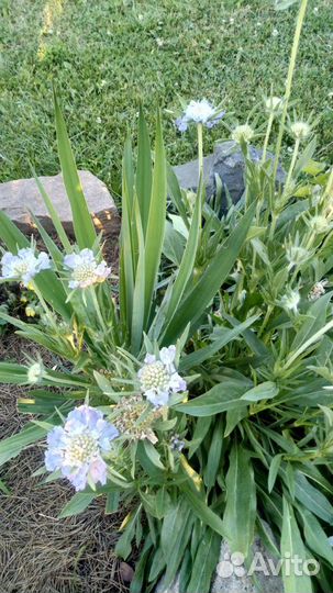 Многолетние цветы : семена и корни