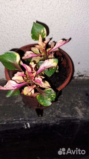 Альтернантера